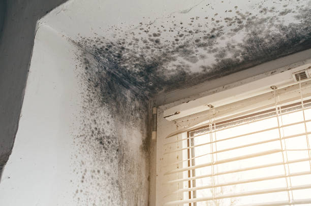 Affordable Black Mold Remediation solutions in East Rutherford, NJ
